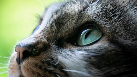 Grey and white tabby cat